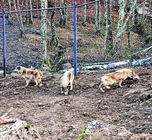 El-zoo-de-Bossost-abrira-en-el-mes-de-marzo